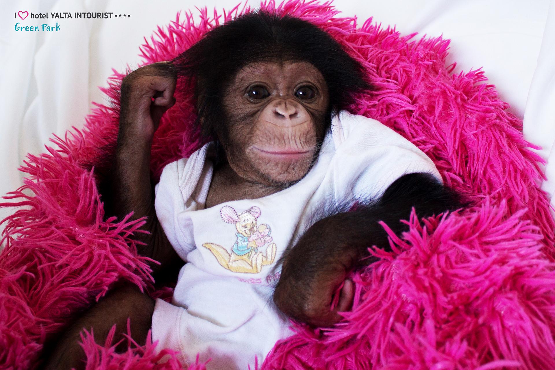 Шимпанзе девушку. Накрашенная обезьяна. Обезьяна девочка. Накрашенная шимпанзе. Обезьяна девочка накрашенная.